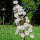 1805F 059 Trier-Aachen